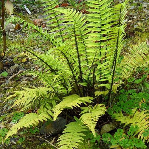 Dryopteris atrata