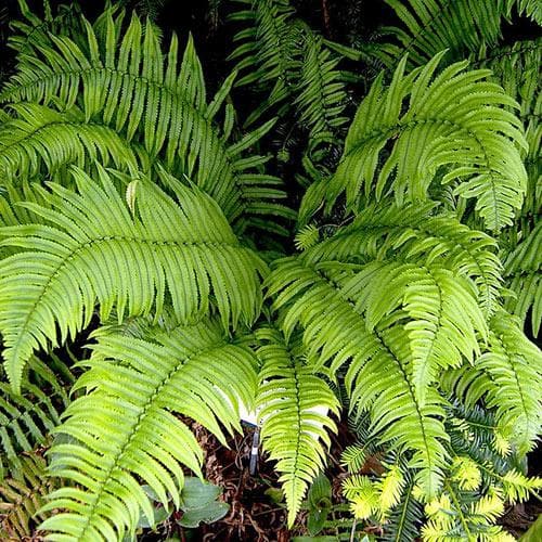 Dryopteris atrata