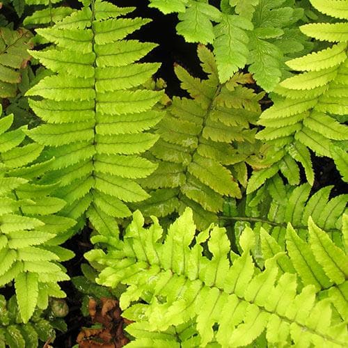 Dryopteris atrata