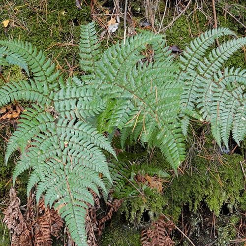 Dryopteris championii