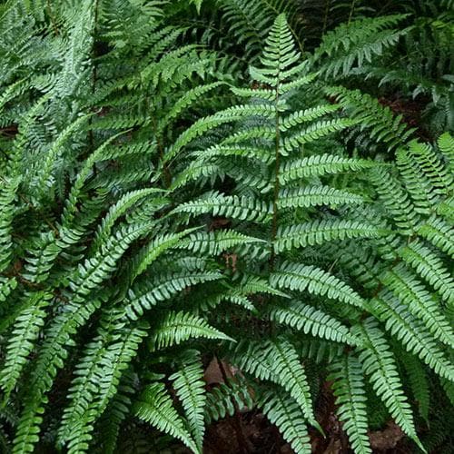 Dryopteris championii