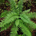 Dryopteris championii