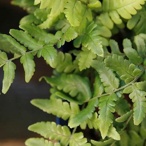 Dryopteris championii