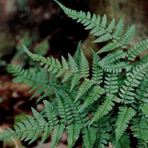 Dryopteris championii