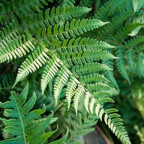 Dryopteris championii