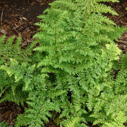 Dryopteris dilatata Lepidota Cristata