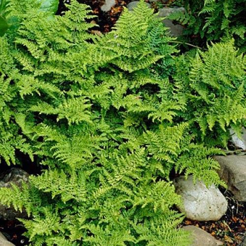 Dryopteris dilatata Lepidota Cristata