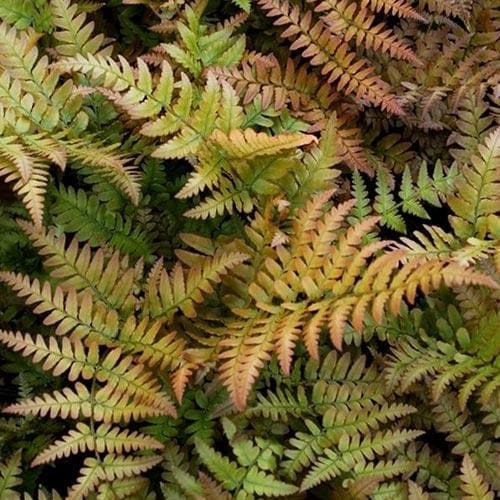 Dryopteris erythrosora Brilliance