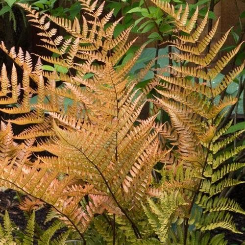 Dryopteris erythrosora Brilliance