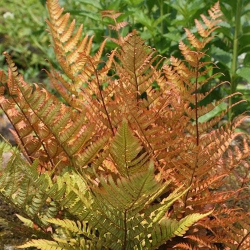 Dryopteris erythrosora Brilliance