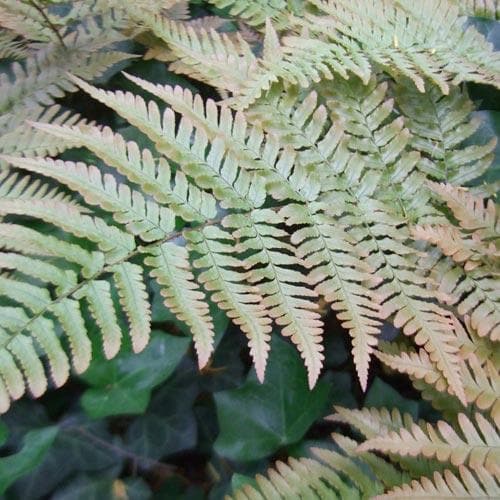 Dryopteris erythrosora Brilliance