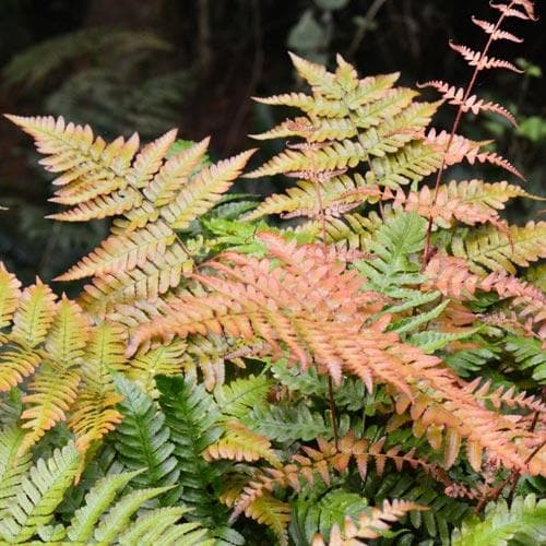 Dryopteris erythrosora Brilliance