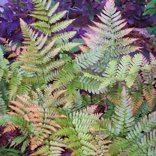 Dryopteris erythrosora Brilliance