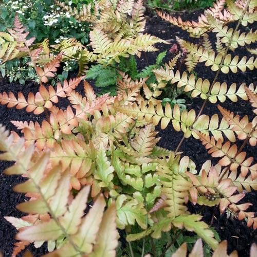 Dryopteris erythrosora Brilliance