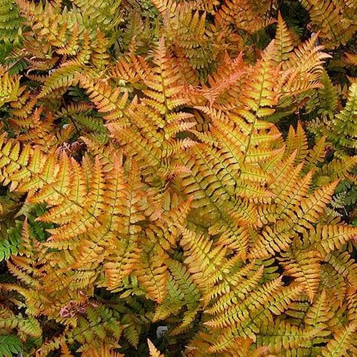 Dryopteris erythrosora Brilliance