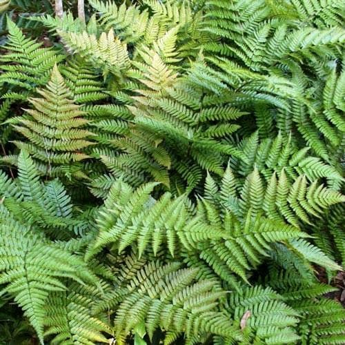 Dryopteris erythrosora - Future Forests