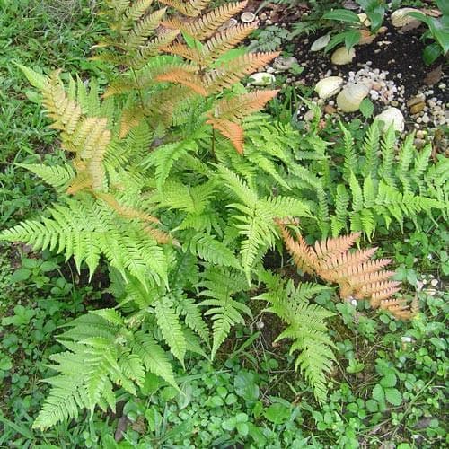 Dryopteris erythrosora - Future Forests