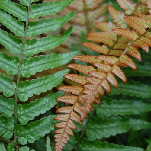 Dryopteris erythrosora - Future Forests