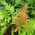 Dryopteris erythrosora - Future Forests