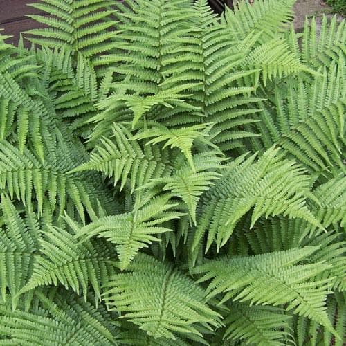 Dryopteris filix-mas - Future Forests