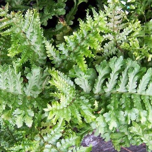 Dryopteris filix-mas Cristata - Future Forests