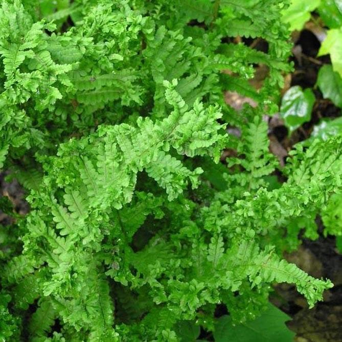 Dryopteris filix-mas Cristata - Future Forests