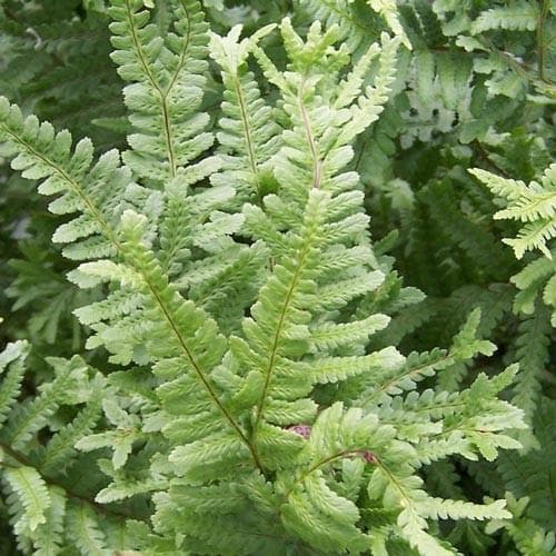 Dryopteris filix-mas Cristata - Future Forests