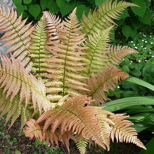 Dryopteris lepidopoda