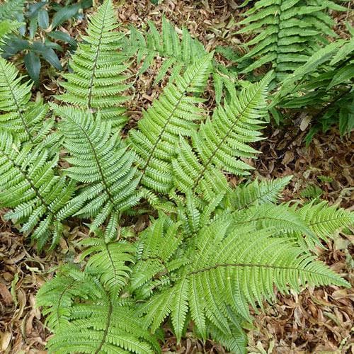 Dryopteris lepidopoda