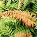 Dryopteris lepidopoda