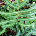 Dryopteris sieboldii - Future Forests