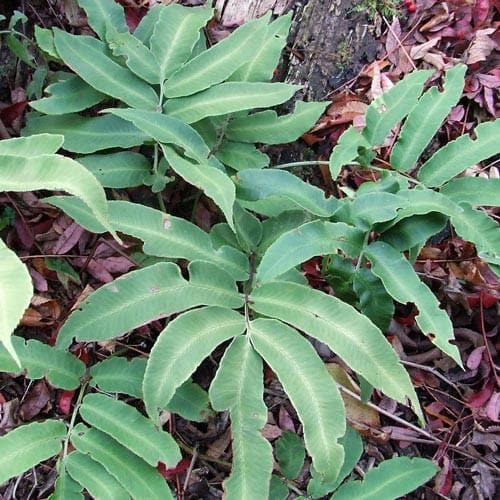 Dryopteris sieboldii - Future Forests