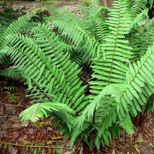 Dryopteris wallichiana