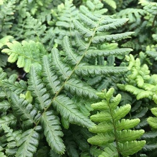 Dryopteris wallichiana