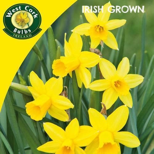 Daffodil Tete-a-tete - Future Forests