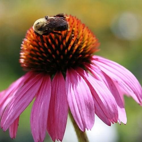 Echinacea purpurea Magnus - Future Forests