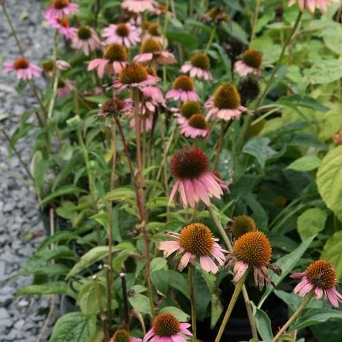 Echinacea purpurea Magnus - Future Forests