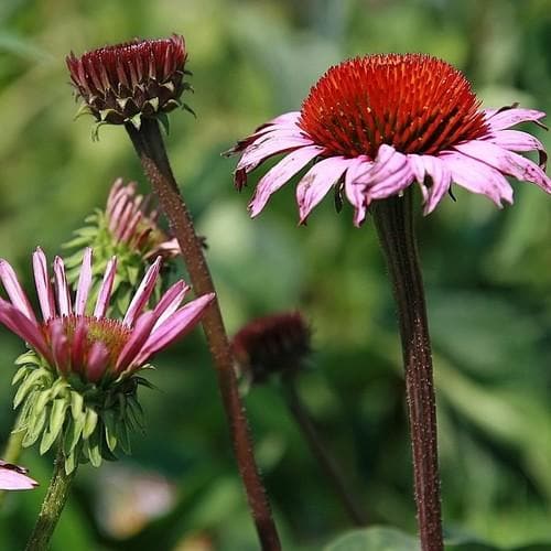 Echinacea purpurea Magnus - Future Forests