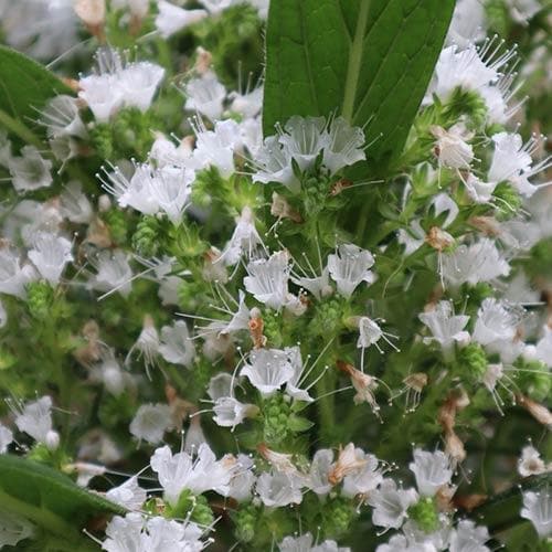 Echium pininana Snow Tower