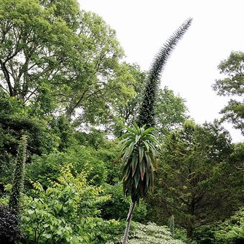 Echium pininana Snow Tower