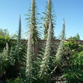 Echium pininana Snow Tower