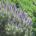 Echium candicans - Future Forests