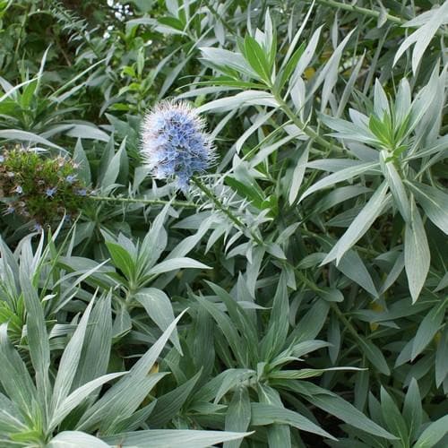 Echium candicans - Future Forests