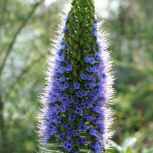 Echium candicans - Future Forests