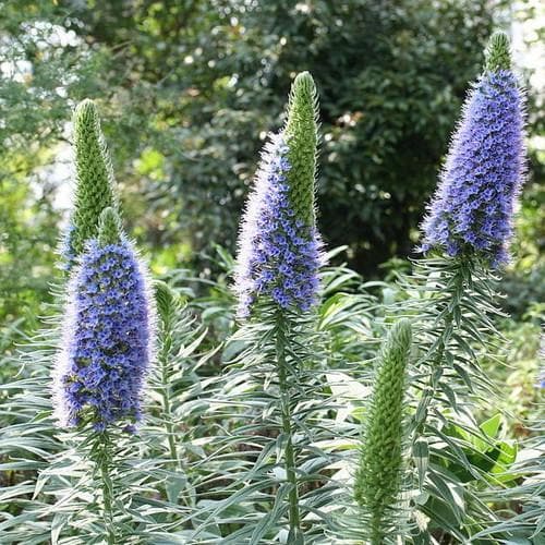 Echium candicans - Future Forests