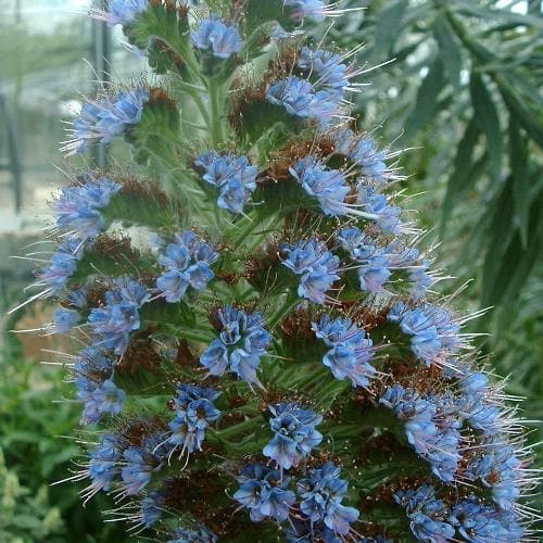 Echium pininana