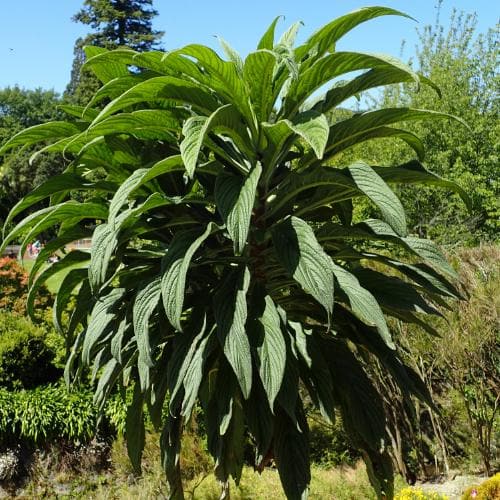 Echium pininana