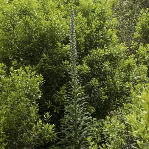 Echium pininana