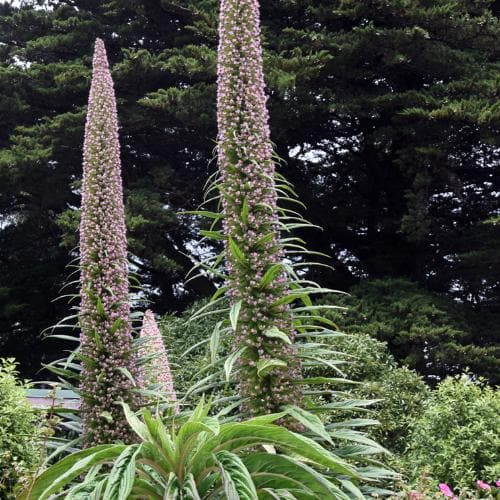 Echium pininana