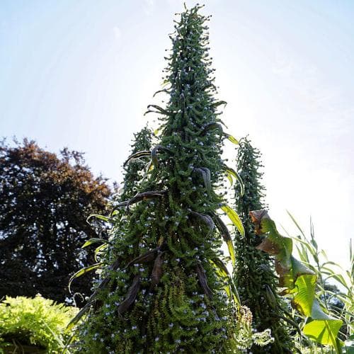 Echium pininana